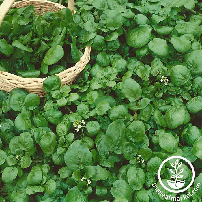 Why many different plant seedlings look like salad cress