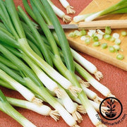 Onion Seeds, Bunching - Ishikura Improved