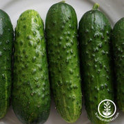 Cucumber Seeds - Pioneer F1