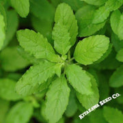 Basil Seeds - Holy Basil Green Leaf