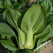 Cabbage Seeds - Pak Choi - Chun Yu - Hybrid