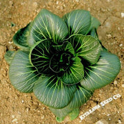 Cabbage Seeds - Pak Choi - Da Cheong Chae - Hybrid