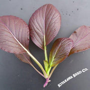 Cabbage Seeds - Pak Choi - Da Hong Winter - Hybrid