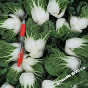 Cabbage Seeds - Pak Choi - Hotau Improved - Hybrid