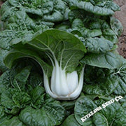 Cabbage Seeds - Pak Choi - Nabai Spring - Hybrid