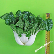 Cabbage Seeds - Pak Choi - New Nabai - Hybrid