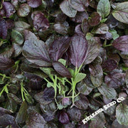 Cabbage Seeds - Pak Choi - Purple Gem - Hybrid