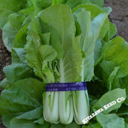 Cabbage Seeds - Pak Choi - QD-2 Express - Hybrid