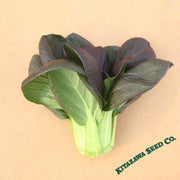 Cabbage Seeds - Pak Choi - Red Choi - Hybrid