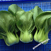 Cabbage Seeds - Pak Choi - Shanghai