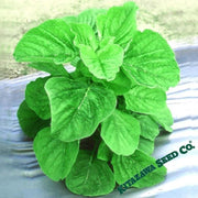Amaranth Seeds - Green Leaf - Lu Hsien