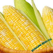 Corn Seeds - Mirai 301 Hybrid - Treated