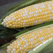Corn Seeds - Mirai 315 Hybrid - Treated