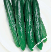 Cucumber Seeds, Japanese - Progress - Hybrid