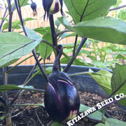 Eggplant Seeds - Dewako One Bite - Hybrid