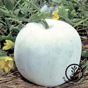 Gourd Seeds, Wax - Winter Melon Round