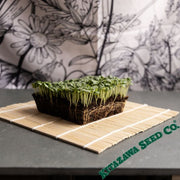 Shiso Herb (Perilla) - Korean - Microgreens Seeds