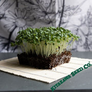 Turnip Seeds - Nozawana - Microgreens Seeds