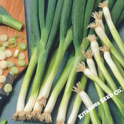 Onion Seeds - Bunching - White Ishikura (Organic)