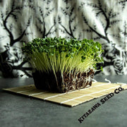 Radish Seeds - Giant Luo Buo - Microgreens Seeds