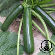 Squash Seeds, Summer - Black Jade - Hybrid