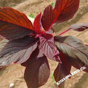 Amaranth Seeds - Red Leaf - Hu Hsien