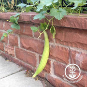 Cucumber - Armenian Yard-Long Garden Seed