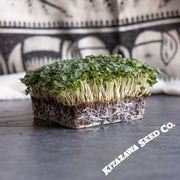 Arugula Seeds - Astro - Microgreens Seeds