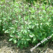 Basil Seeds - Thai Sweet Large Leaf