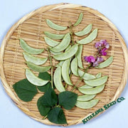 Hyacinth Bean - Akhana Fujimame