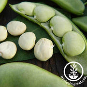 Fordhook 242 Bush Lima Bean Seeds