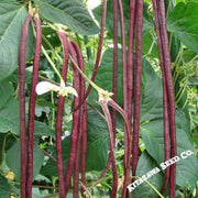 Yard Long Bean - Red Noodle