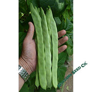 Bean Seeds - Pole - Quing Bain - Romano Type