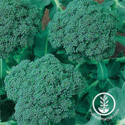 Broccoli - Waltham 29 Garden and Microgreen Seed
