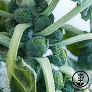 Brussels Sprouts - Long Island Improved Microgreen and Garden Seed