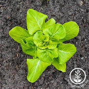 Lettuce Butterhead - Buttercrunch Garden Seed