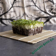 Chinese Cabbage Seeds - Beka Santoh - Microgreens Seeds