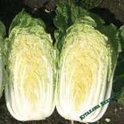 Chinese Cabbage Seeds - China Gold - Hybrid