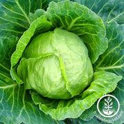Cabbage - Copenhagen Market Garden Seed