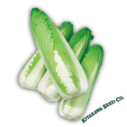 Chinese Cabbage Seeds - Green Rocket - Hybrid