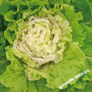 Chinese Cabbage Seeds - Kogane