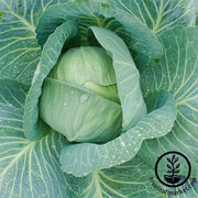 Cabbage Late Flat Dutch Seed