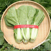 Chinese Cabbage Seeds - Mansu - Hybrid
