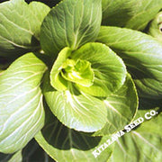 Cabbage, Seeds, Pak Choi - Green Stem Mei Qing - Hybrid