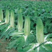 Chinese Cabbage Seeds - Monument - Hybrid