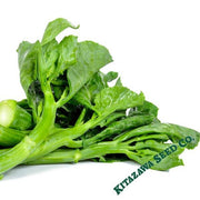 Chinese Cabbage Seeds - Suiho - Hybrid