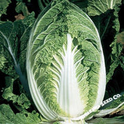 Chinese Cabbage Seeds - Yuki - Hybrid