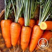 Carrot - Chantenay Red Core Garden Seed