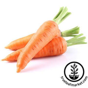 mini nantes core carrot
