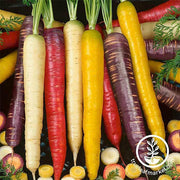Carrot Rainbow Blend Vegetable Seed